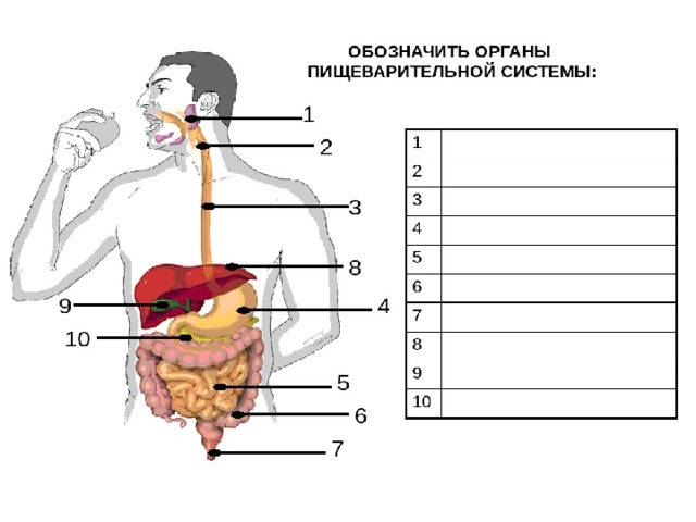 Укажи на рисунке цифрами. Пищеварительная система схема 3 класс. Система органов пищеварения задания 3 класс. Пищеварительная система человека строение 3 класс. Карточки по теме пищеварительная система 3 класс.