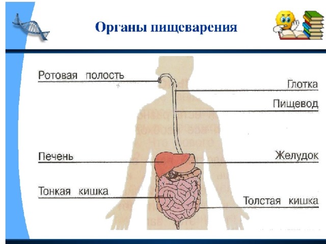 Рассмотрите рисунок 95 найдите органы входящие в мужскую