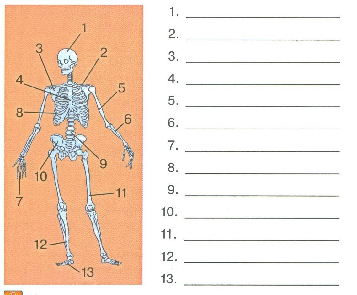 Скелет человека задание