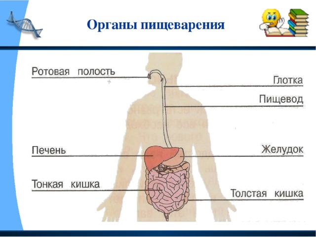 Наше питание пищеварительная система презентация 3 класс окружающий мир плешаков