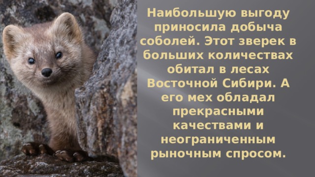 Наибольшую выгоду приносила добыча соболей. Этот зверек в больших количествах обитал в лесах Восточной Сибири. А его мех обладал прекрасными качествами и неограниченным рыночным спросом. 