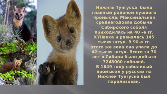 Нижняя Тунгуска была главным районом пушного промысла. Максимальная среднегодовая добыча Сибирского соболя приходилась на 40 –е гг. XYIIвека и равнялась 145 тысяч штук. В 90-е гг. этого же века она упала до 42 тысяч штук. Всего за 70 лет в Сибири было добыто 7248000 соболей.  В 1649 году соболиный промысел у русских на Нижней Тунгуске был парализован. 