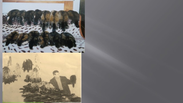 В XIX веке соболиная охота вновь была разрешена т.к. популяция соболей была восстановлена. 