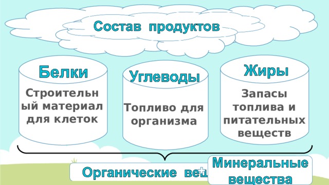 Строительный материал для клеток Запасы топлива и питательных веществ Топливо для организма 