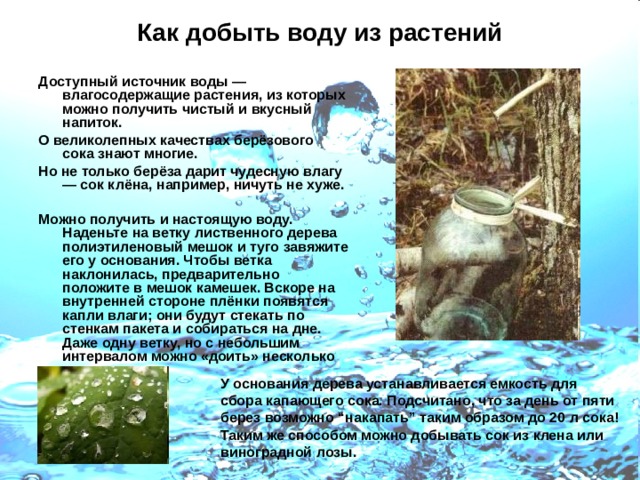 Как добыть воду из растений Доступный источник воды — влагосодержащие растения, из которых можно получить чистый и вкусный напиток. О великолепных качествах берёзового сока знают многие. Но не только берёза дарит чудесную влагу — сок клёна, например, ничуть не хуже.  Можно получить и настоящую воду. Наденьте на ветку лиственного дерева полиэтиленовый мешок и туго завяжите его у основания. Чтобы ветка наклонилась, предварительно положите в мешок каме­шек. Вскоре на внутренней стороне плёнки появятся капли влаги; они будут стекать по стенкам пакета и собираться на дне. Даже одну ветку, но с небольшим интервалом можно «доить» несколько раз.    У основания дерева устанавливается емкость для сбора капающего сока. Подсчитано, что за день от пяти берез возможно “накапать” таким образом до 20 л сока! Таким же способом можно добывать сок из клена или виноградной лозы.   