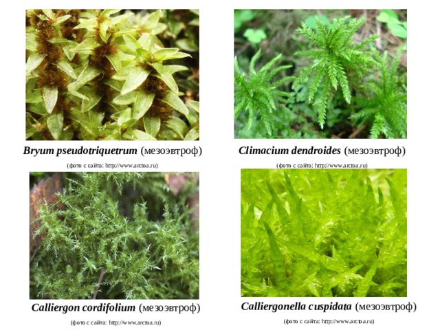Bryum pseudotriquetrum (мезоэвтроф) (фото с сайта: http://www.arctoa.ru) Climacium dendroides (мезоэвтроф) (фото с сайта: http://www.arctoa.ru) Calliergonella cuspidata (мезоэвтроф) (фото с сайта: http://www.arctoa.ru) Сalliergon cordifolium (мезоэвтроф) (фото с сайта: http://www.arctoa.ru) 