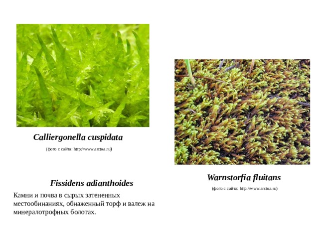 Calliergonella cuspidata (фото с сайта: http://www.arctoa.ru ) Warnstorfia fluitans (фото с сайта: http://www.arctoa.ru) Fissidens adianthoides Камни и почва в сырых затененных местообинаниях, обнаженный торф и валеж на минералотрофных болотах. 