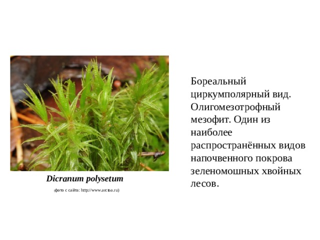 Бореальный циркумполярный вид. Олигомезотрофный мезофит. Один из наиболее распространённых видов напочвенного покрова зеленомошных хвойных лесов. Dicranum polysetum ( фото с сайта: http://www.arctoa.ru) 