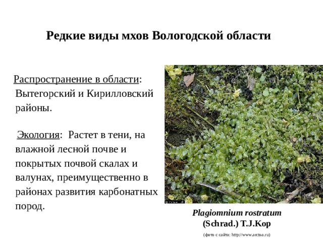 Редкие виды мхов Вологодской области Распространение в области : Вытегорский и Кирилловский районы. Экология : Растет в тени, на влажной лесной почве и покрытых почвой скалах и валунах, преимущественно в районах развития карбонатных пород. Plagiomnium rostratum (Schrad.) T.J.Kop (фото с сайта: http://www.arctoa.ru) 