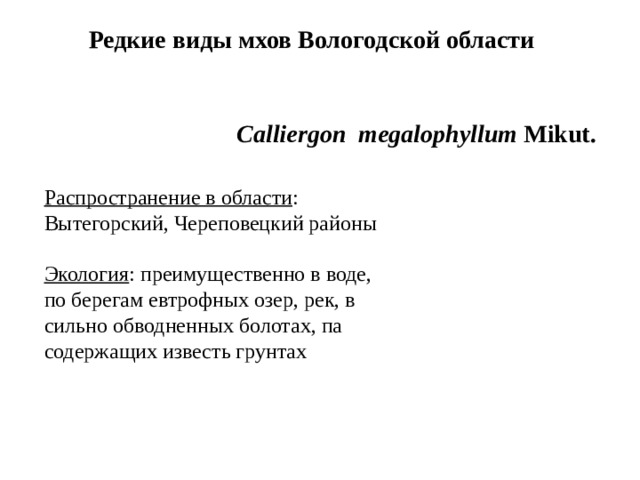 Редкие виды мхов Вологодской области Calliergon megalophyllum Mikut. Распространение в области : Вытегорский, Череповецкий районы Экология : преимущественно в воде, по берегам евтрофных озер, рек, в сильно обводненных болотах, па содержащих известь грунтах 
