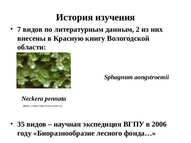 История изучения 7 видов по литературным данным, 2 из них внесены в Красную книгу Вологодской области: Sphagnum aongstroemii Neckera pennata (фото с сайта: http://www.arctoa.ru) 35 видов – научная экспедиция ВГПУ в 2006 году «Биоразнообразие лесного фонда…» 