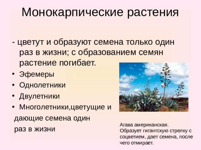 Особенности растений