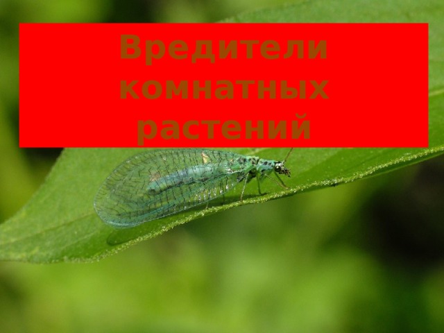 Вредители комнатных растений