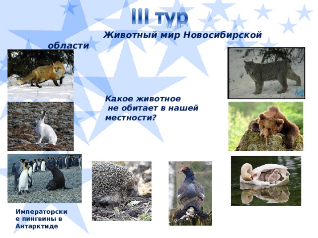 Животный мир Новосибирской области Какое животное  не обитает в нашей местности? Императорские пингвины в Антарктиде