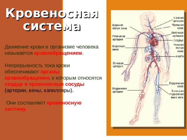 Презентация сосудистая система