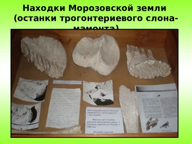 Находки Морозовской земли (останки трогонтериевого слона-мамонта) 