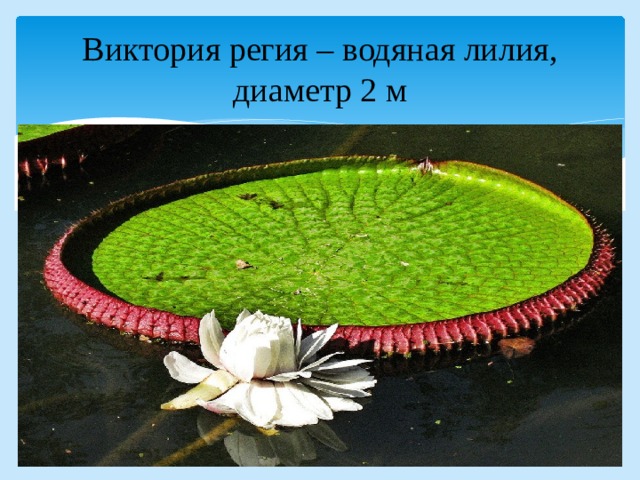 Виктория регия – водяная лилия, диаметр 2 м 