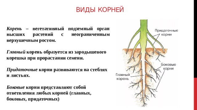 Придаточные корни развиваются на. Органы растений корень.