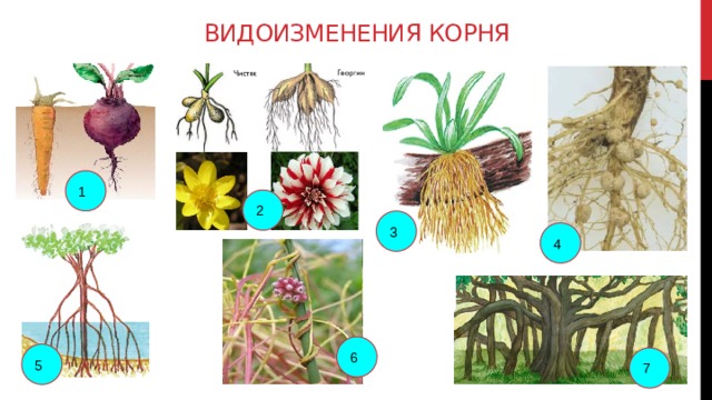 Видоизменение растений рисунок. Корневые клубни микориза. Видоизменения корней ходульные корни. Видоизменения корней бактериальные клубеньки.