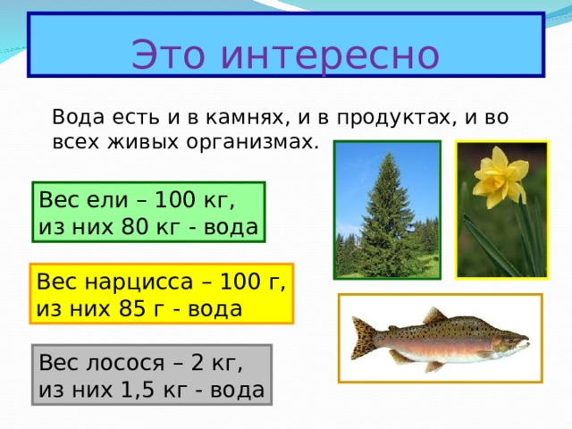 Это интересно  Вода есть и в камнях, и в продуктах, и во всех живых организмах. Вес ели – 100 кг, из них 80 кг - вода Вес нарцисса – 100 г, из них 85 г - вода Вес лосося – 2 кг, из них 1,5 кг - вода 