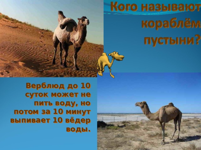 Верблюд до 10 суток может не пить воду, но потом за 10 минут выпивает 10 вёдер воды. 
