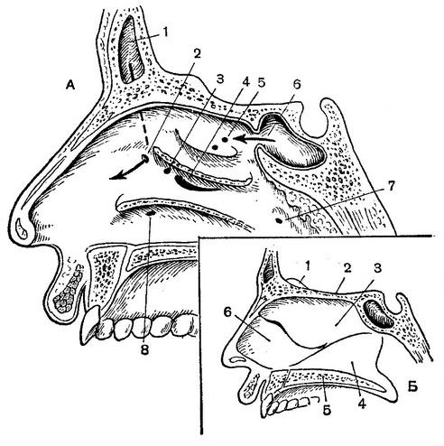 В верхний носовой ход открывается пазуха. Пазухи носовой полости анатомия. Ходы носовой полости анатомия. Носовые пазухи у собак анатомия. Верхний носовой ход пазухи.