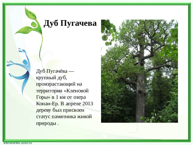 Дуб Пугачева  Дуб Пугачёва — крупный дуб, произрастающий на территории «Кленовой Горы» в 1 км от озера Конан-Ер. В апреле 2013 дереву был присвоен статус памятника живой природы .  