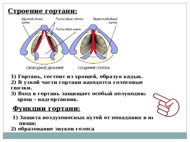 Собакам удаляют голосовые связки. Где находятся голосовые связки у птиц?. В узкой части гортани находятся.