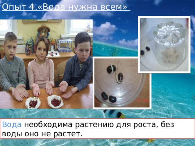 Опыт 4.«Вода нужна всем»   Вода необходима растению для роста, без воды оно не растет. 