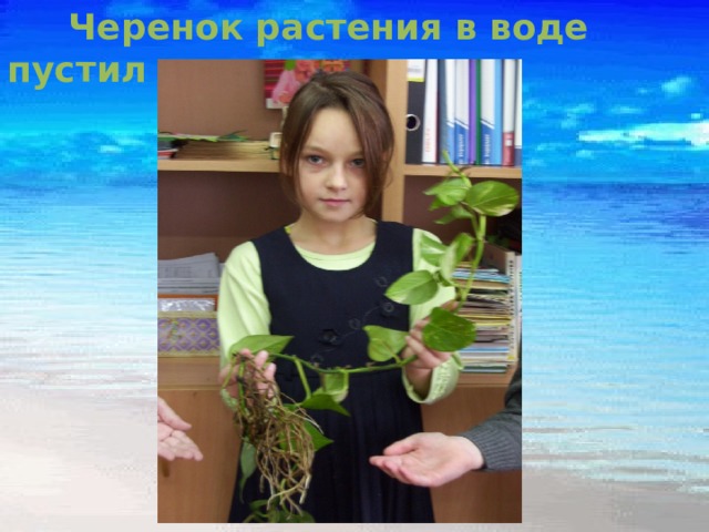  Черенок растения в воде пустил корни. 