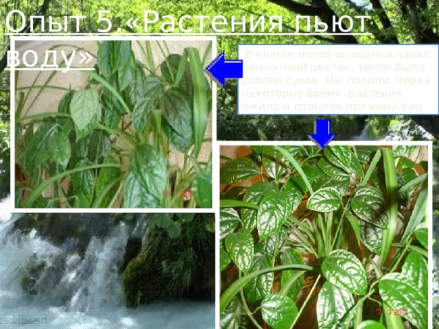 Опыт 5.«Растения пьют воду»    В классе после выходных завял комнатный цветок, земля была совсем сухая. Мы полили. Через некоторое время растение ожило и приняло прежний вид. 