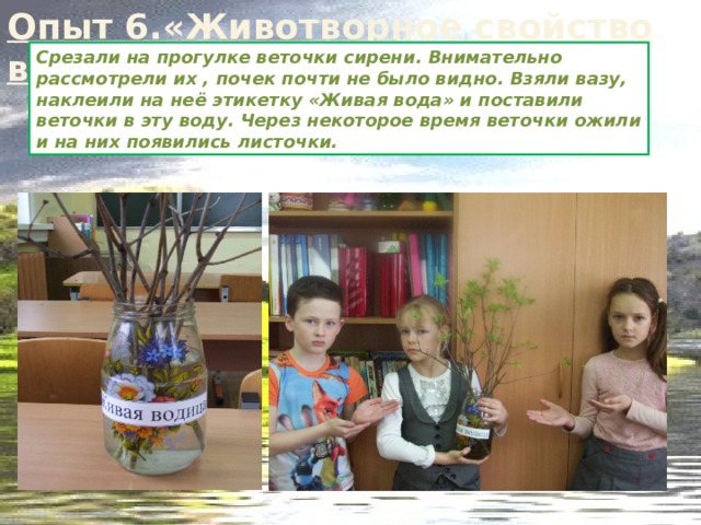 Опыт 6.«Животворное свойство воды» Срезали на прогулке веточки сирени. Внимательно рассмотрели их , почек почти не было видно. Взяли вазу, наклеили на неё этикетку «Живая вода» и поставили веточки в эту воду. Через некоторое время веточки ожили и на них появились листочки. 