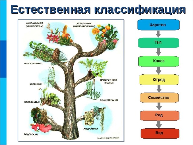 Естественная классификация