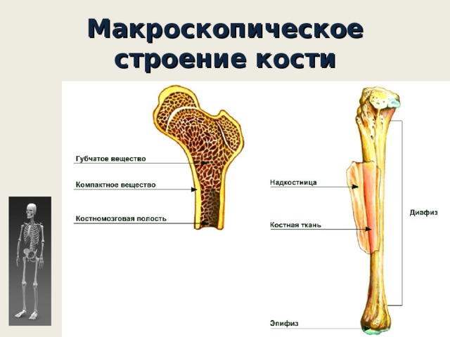 Косте 6. Строение кости человека 8 класс биология. Строение костей 8 класс биология. Состав и строение костей 8 класс. Опорно-двигательная система состав строение и рост костей.