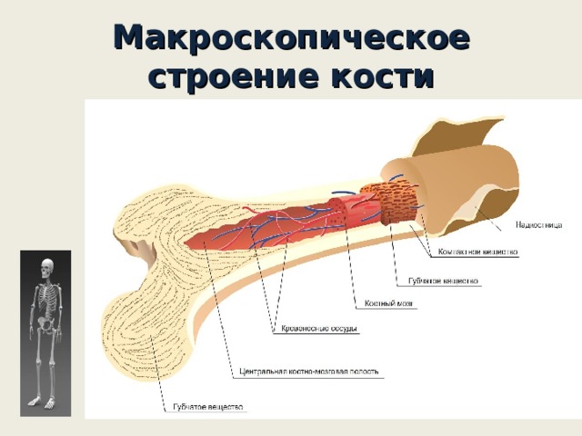 Тру косте