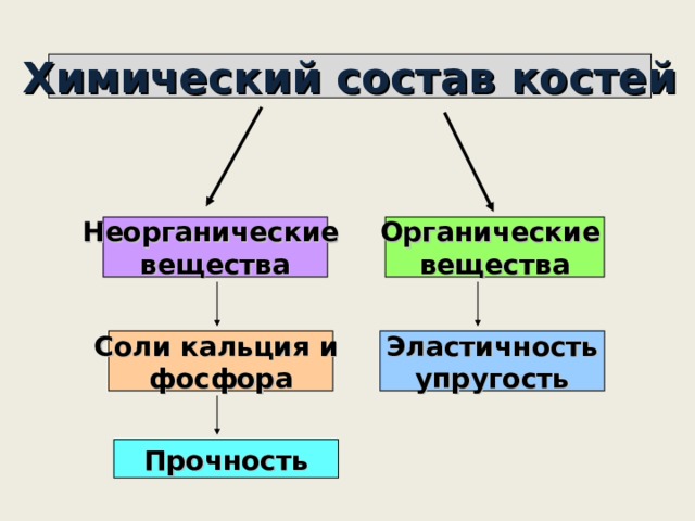 Упругость кости