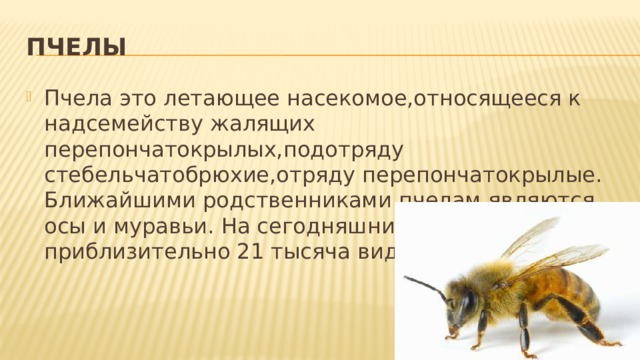 Пчелы Пчела это летающее насекомое,относящееся к надсемейству жалящих перепончатокрылых,подотряду стебельчатобрюхие,отряду перепончатокрылые. Ближайшими родственниками пчелам являются осы и муравьи. На сегодняшний день известно приблизительно 21 тысяча видов пчел. 