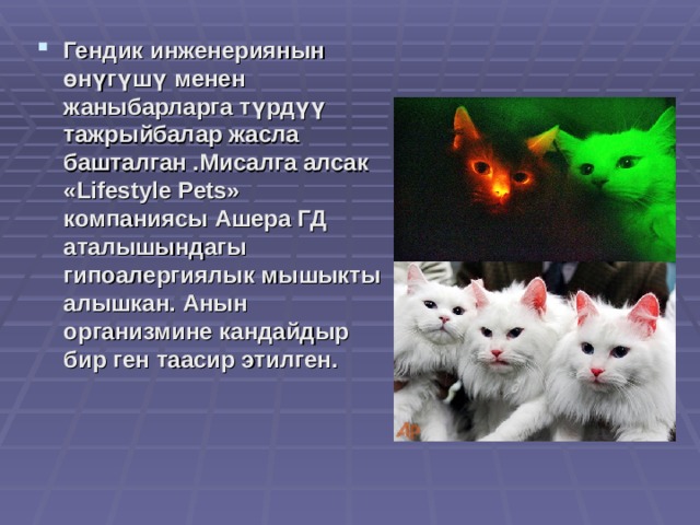 Гендик инженериянын өнүгүшү менен жаныбарларга түрдүү тажрыйбалар жасла башталган .Мисалга алсак «Lifestyle Pets» компаниясы Ашера ГД аталышындагы гипоалергиялык мышыкты алышкан. Анын организмине кандайдыр бир ген таасир этилген. 