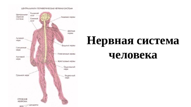  Нервная система человека 