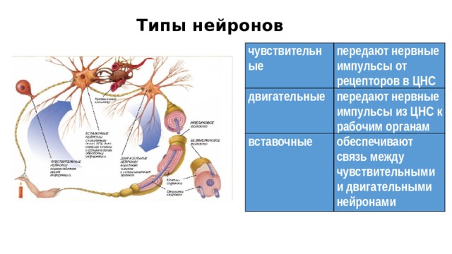 Функции нервной системы двигательная