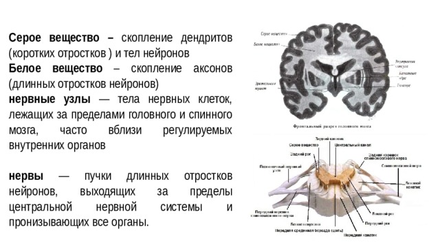 Длинные отростки головного мозга. Серое вещество в головном и спинном мозге образовано. Белое вещество спинного мозга состоит из аксонов и тел нейронов. Белое вещество и серое вещество Нейрон. Серое вещество отростков мозга образует.