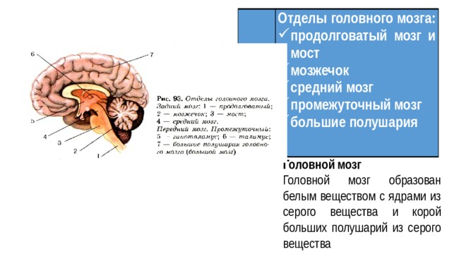 Отделы головного мозга: продолговатый мозг и мост мозжечок средний мозг промежуточный мозг большие полушария Головной мозг Головной мозг образован белым веществом с ядрами из серого вещества и корой больших полушарий из серого вещества 