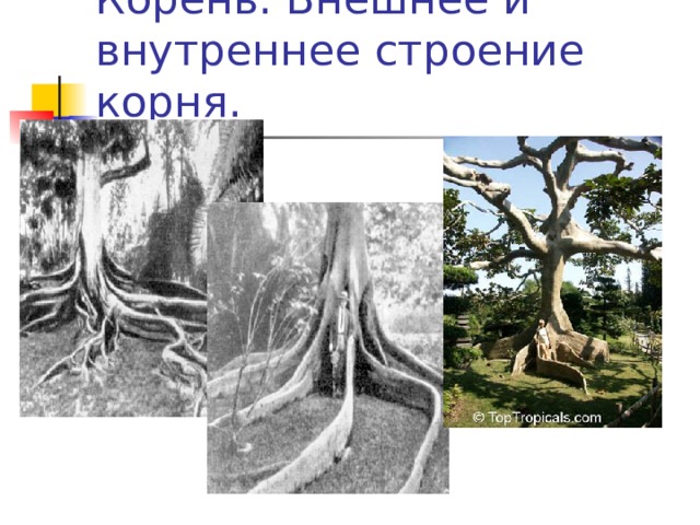 Корень. Внешнее и внутреннее строение корня. 