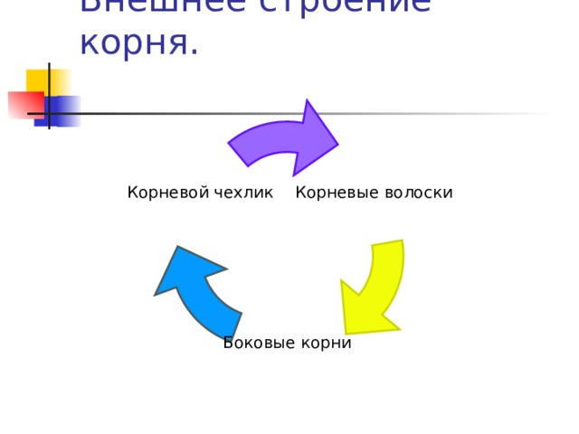 Внешнее строение корня.   Корневые волоски Корневой чехлик Боковые корни 