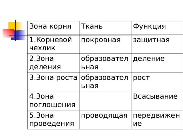 Зона корня 1.Корневой чехлик Ткань Функция покровная 2.Зона деления защитная образовательная 3.Зона роста 4.Зона поглощения деление образовательная рост 5.Зона проведения Всасывание проводящая передвижение 