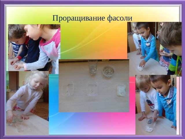 Проращивание фасоли 