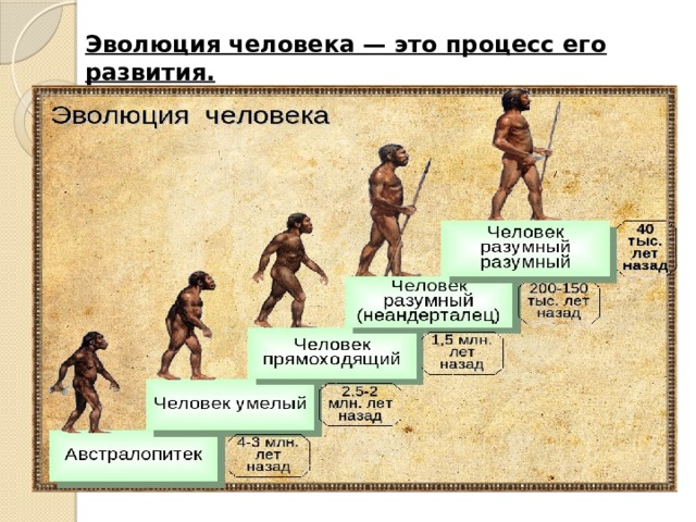 Эволюция человека схема 5 класс