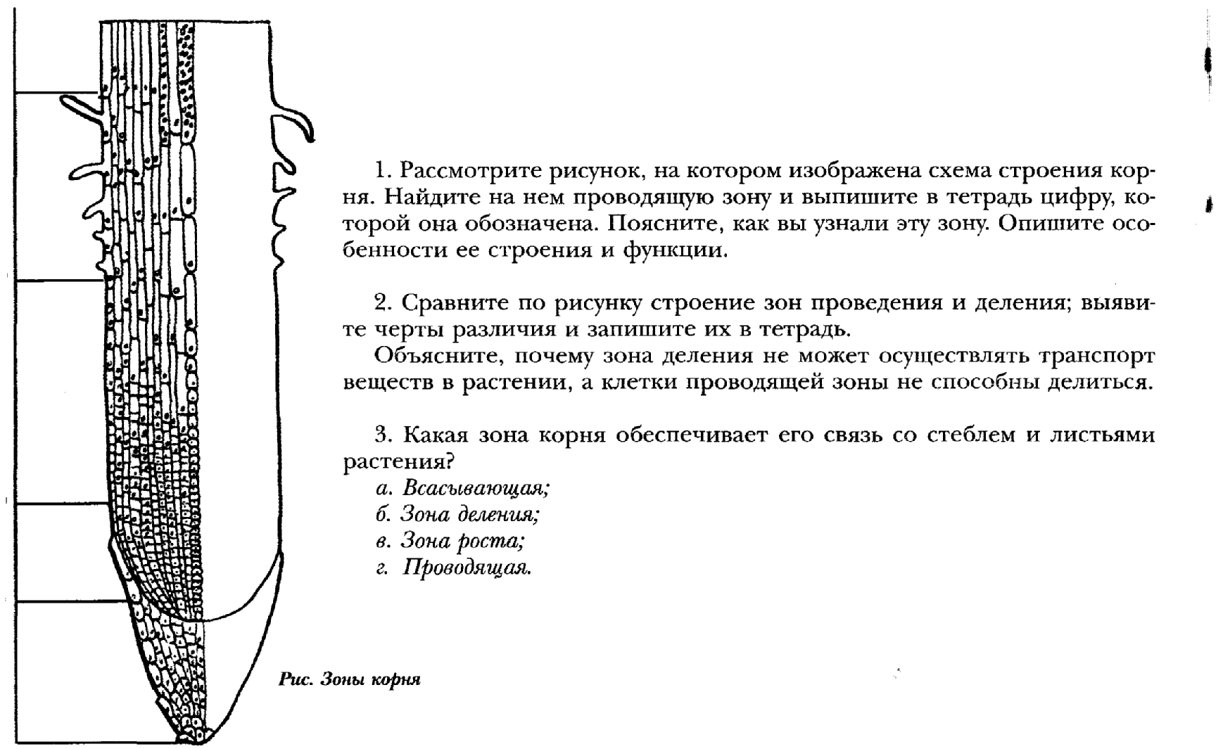 Урок по биологии 6 класс