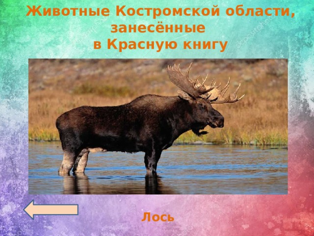 Лось занесен в красную