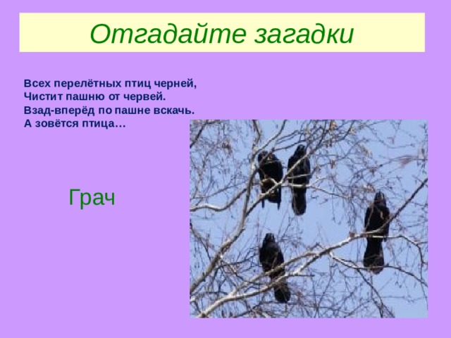Отгадайте загадки Всех перелётных птиц черней,  Чистит пашню от червей.  Взад-вперёд по пашне вскачь.  А зовётся птица…  Грач 